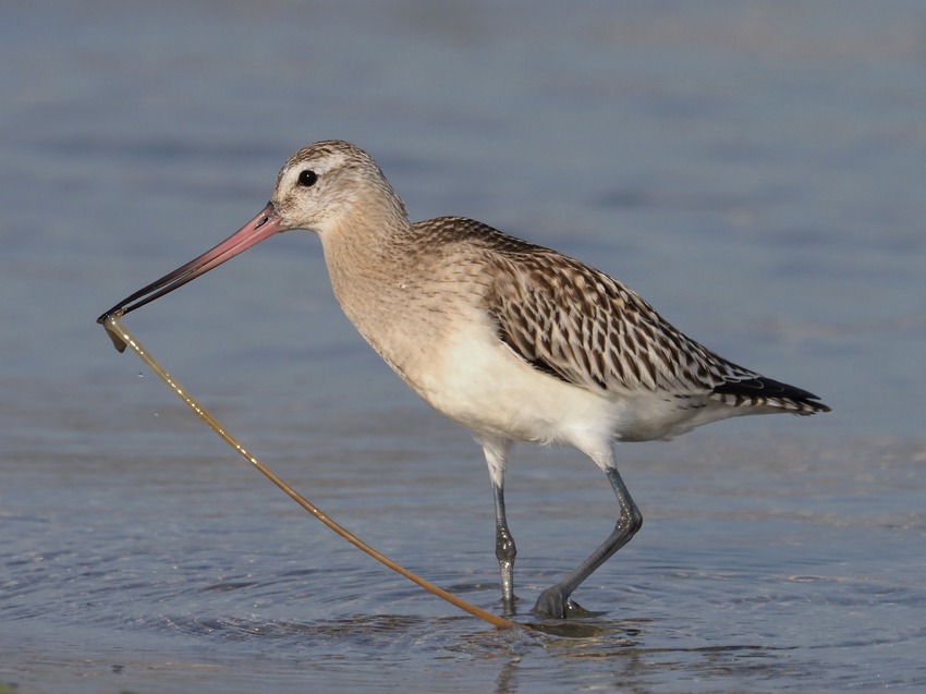 Pittima minore  (Limosa lapponica)